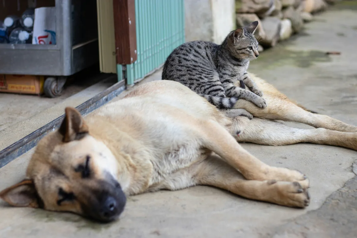 Katze sitzt auf einem liegenden Hund